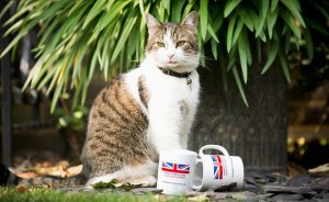 Foto av katten Larry som bor i 10 Downing Street